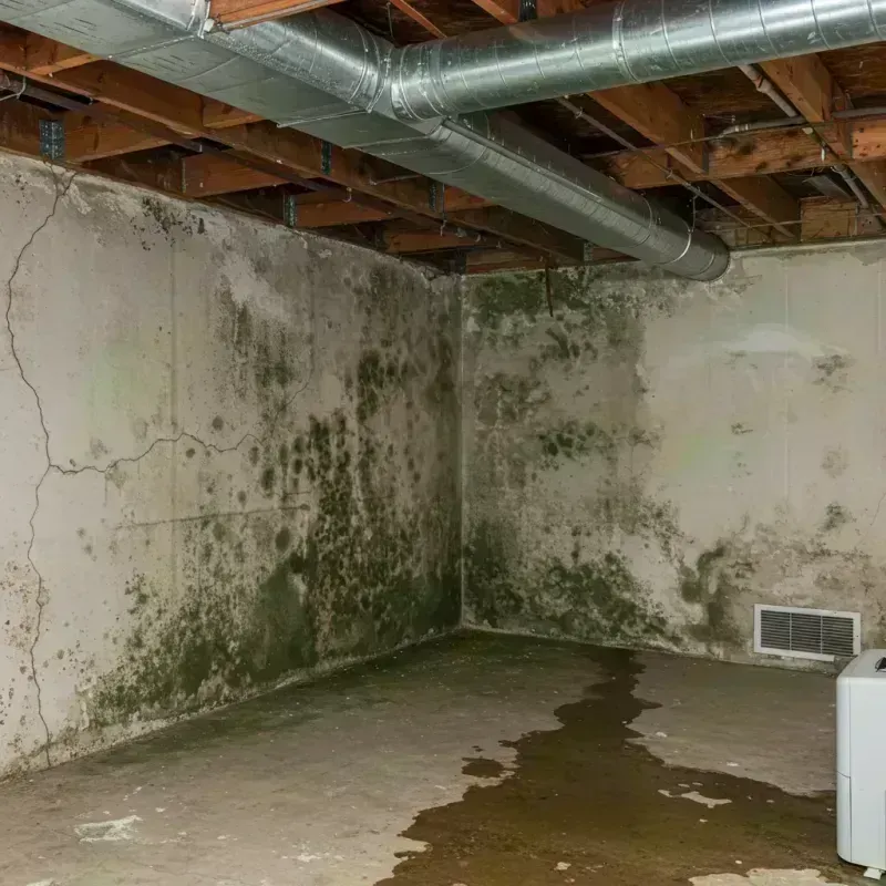 Professional Mold Removal in Shelby County, KY